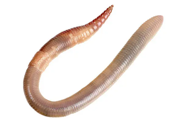 Photo of Earthworm Isolated On White