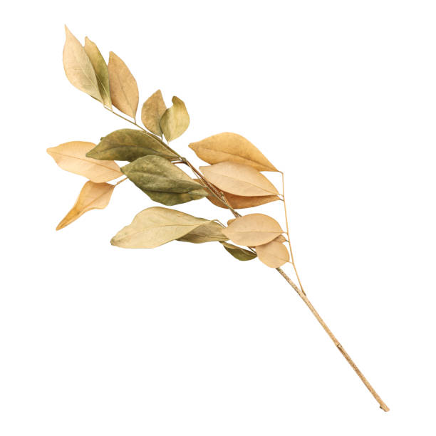 istock Close up a beautiful dry murraya leaves 1576877756
