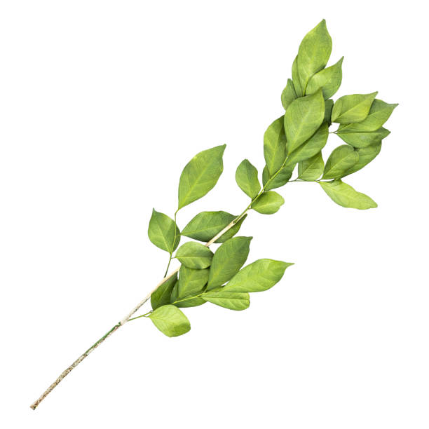istock Fresh green  murraya leaves branch 1576883952