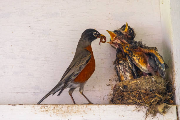 istock American Robin Bird In Springtime 1576883958