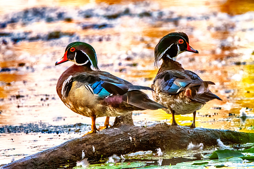 Two Wood Ducks At Presque Isle State Park