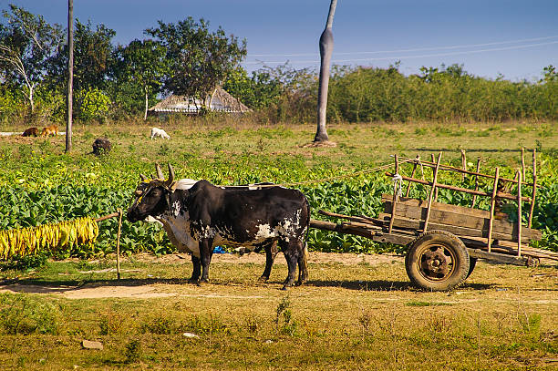 Ox draw cart working in tobacco field in Cuba