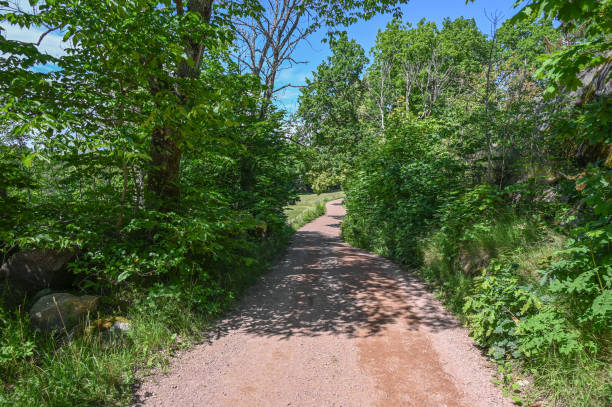 istock A dirt road bordered by lush, green foliage on a bright day. 1576898116
