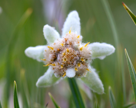 Edelweiss flower close-up on the background of green grass