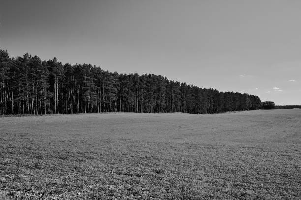 Rural landscape with a forest during summer in Poland, monochrome