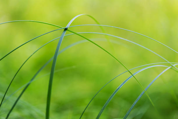 Grass leaves crossing with beautiful bokeh, abstract image