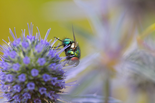 Common Green Bottle Fly feeding on pollen on a purple Sea Thistle head with out of focus Sea Thistle flowers.