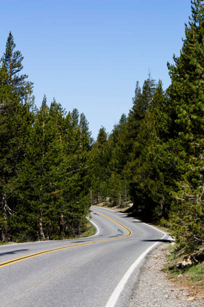 istock Empty Two Lane Road Curving Between Green Trees Clear Sky 1576916503
