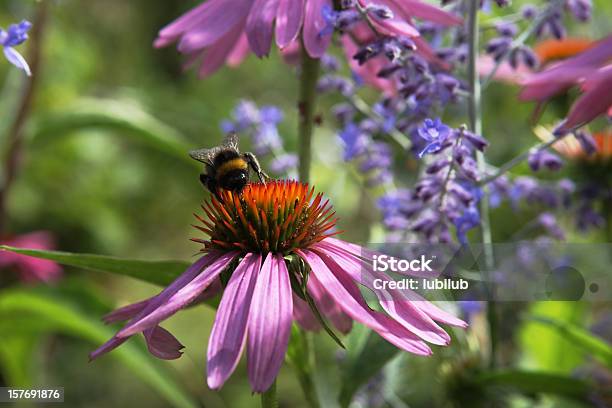 호박벌 On 핑크 수레국화 In Summerbed 갈색에 대한 스톡 사진 및 기타 이미지 - 갈색, 건강관리와 의술, 곤충