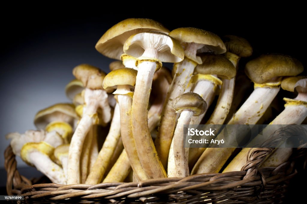 Edible funghi in the dark - Foto stock royalty-free di Autunno