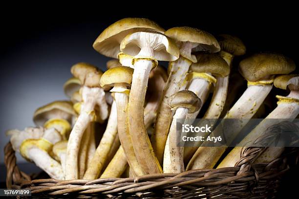 Edible Funghi In The Dark - Fotografie stock e altre immagini di Autunno - Autunno, Cibo, Cibo biologico