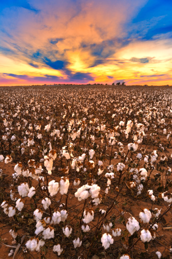 Cotton in field at sunset ready for harvest