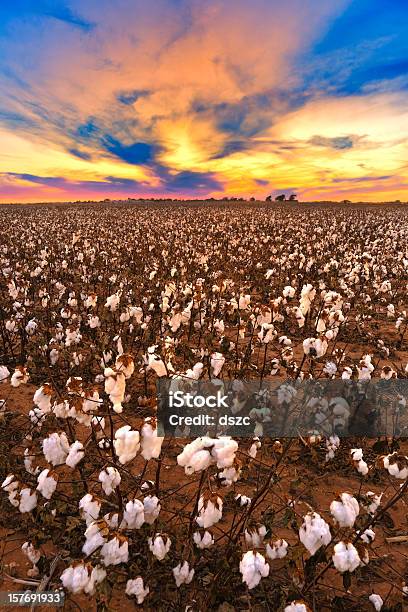 Cotton In Field At Sunset Ready For Harvest Stock Photo - Download Image Now - Cotton Plant, Cotton Ball, Agricultural Field
