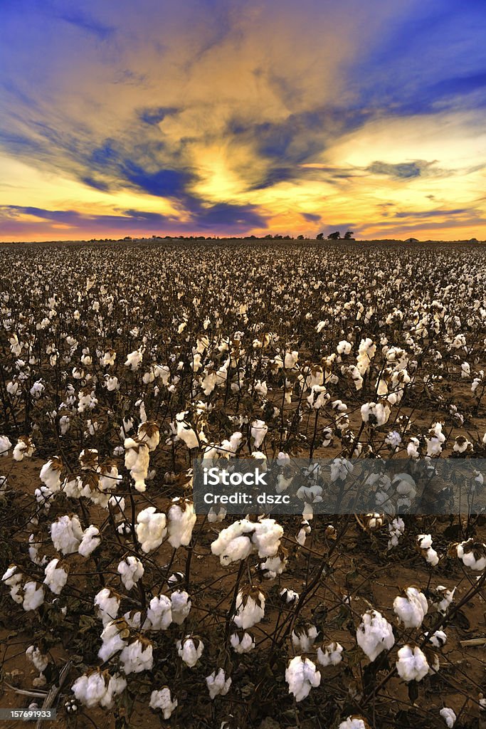 Хлопок в поле на закате ready for harvest - Стоковые фото Хлопчатник роялти-фри