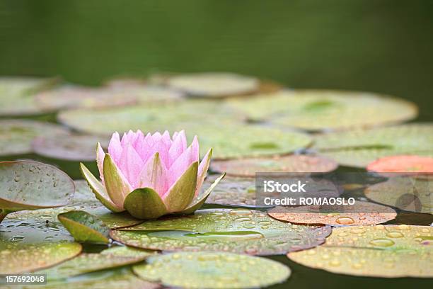 Rosa Seerose Im Teich Und Blätter Nach Dem Regen Stockfoto und mehr Bilder von Seerose - Seerose, Lotus - Seerose, Rosa