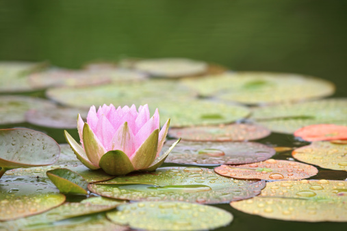 Pink Water Lily and leaves in a pond after rain, Oslo Norway