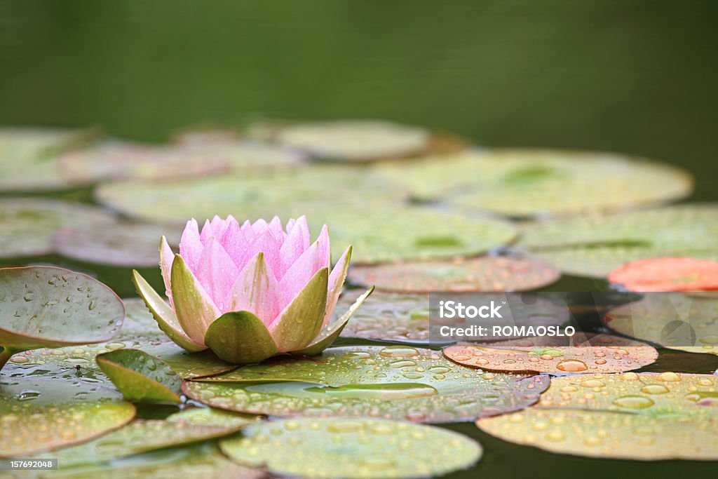 Lírio de água-de-rosa e folhas em um lago após a chuva - Foto de stock de Nenúfar royalty-free