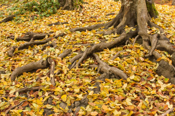 istock autumn leaves and roots of trees 157692217