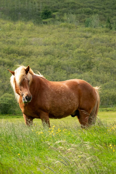 istock Icelandic horse 1576922282