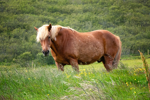 Free running horses in the grasslands of Croatia's coast mountains in summer.