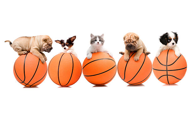 basketball team cat and dogs on the ball mini shar pei puppies stock pictures, royalty-free photos & images
