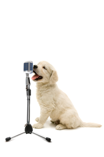 little golden retriever singing a song in the studio