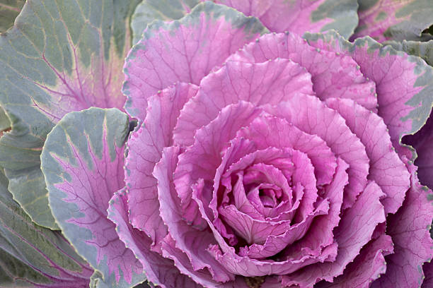 grünkohl, kohl, garten, lila, grün, close-up, blumen, gemüse, essen - flower cabbage kale edible flower stock-fotos und bilder