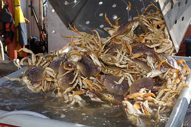 Live dungeness crabs (Metacarcinus magister)  being dumped into a shipping container after being off loaded from a fishing boat.