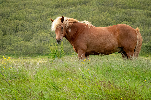 For over 1,000 years, the Icelandic horse has been purebred in Iceland. Considered a symbol of fertility, the horse played a pivotal role in Norse culture and history