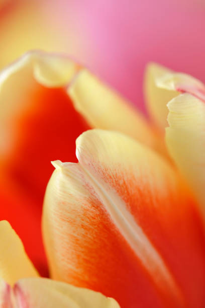 Background from multicolored petals of Tulip on a white background. Selective focus.