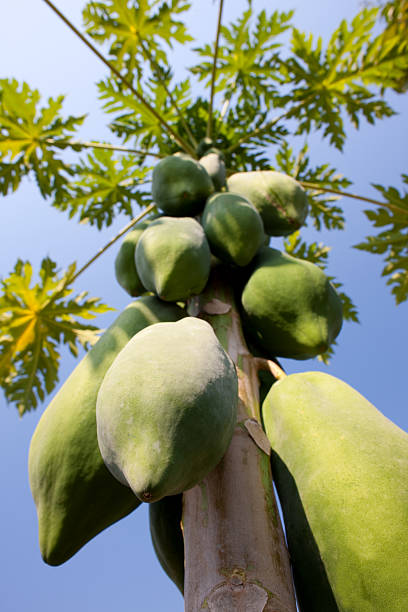 Papaya tree with ripe and unripe fruit. Thailand, Southeast Asia. 