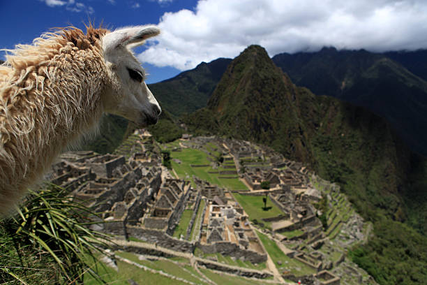 istock Lovely Llama and Macchu Picchu 157692874