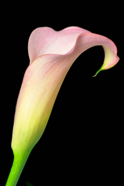istock Single Pink Calla Lily on Black Background 157692938