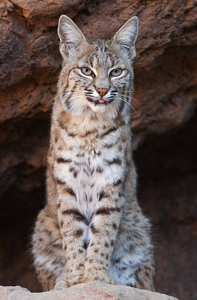 Bobcat  wildcat animal stock pictures, royalty-free photos & images