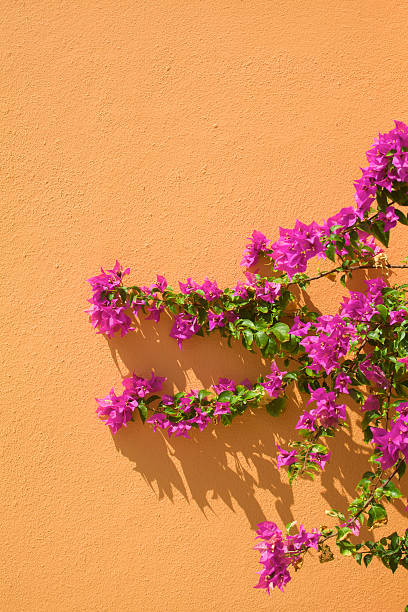 istock Magenta Bougainvillea Grows Against Orange Stucco Wall 157692999