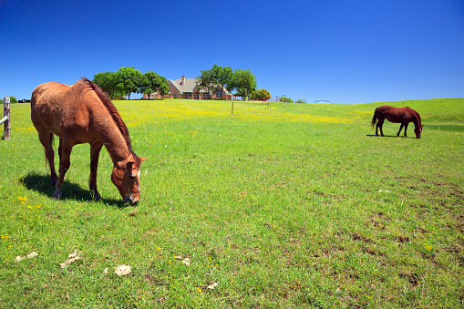Horses are grazing peacefully in the field with wildflowers