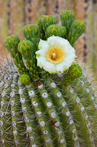blossoming 사구아로 catus - flower desert single flower cactus 뉴스 사진 이미지