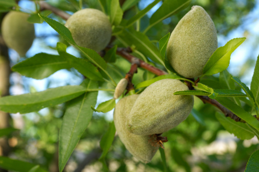Close-up of ripening almond (Prunus dulcis) fruit growing in clusters in one tree in a central California orchard.