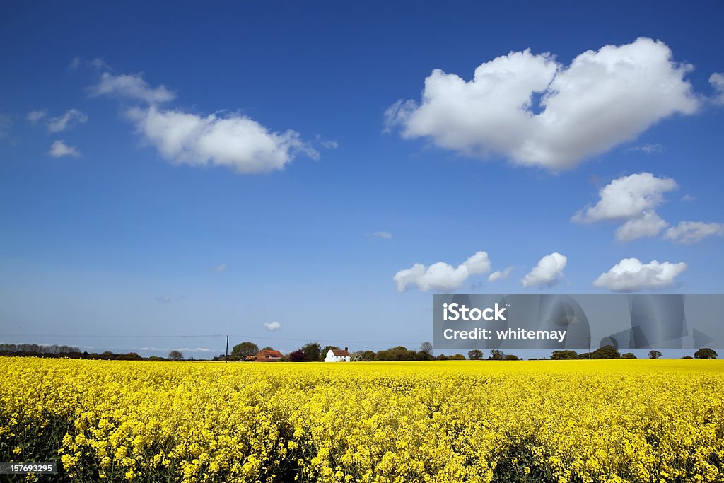 Norfolk paisaje con semillas oleaginosas de colza - Foto de stock de Agricultura libre de derechos