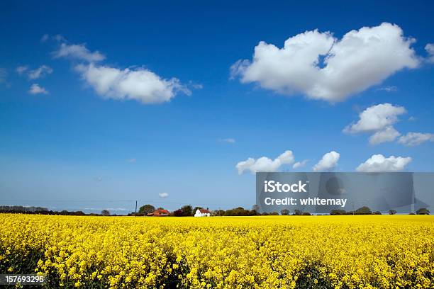 Norfolk Paisaje Con Semillas Oleaginosas De Colza Foto de stock y más banco de imágenes de Agricultura - Agricultura, Aire libre, Amarillo - Color