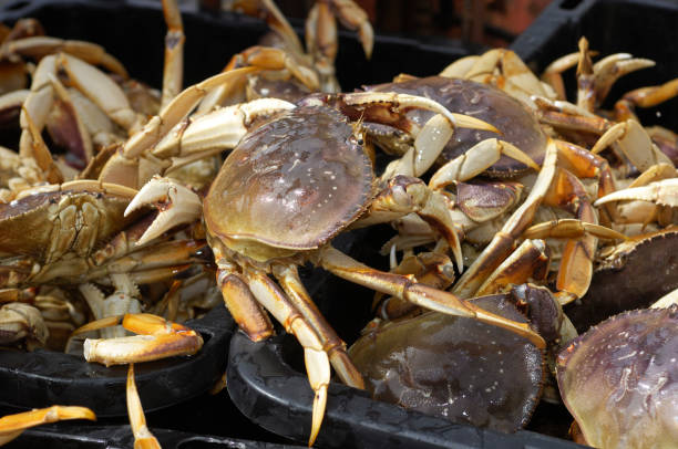 istock Live Dungeness Crabs in Shipping Container 157693305