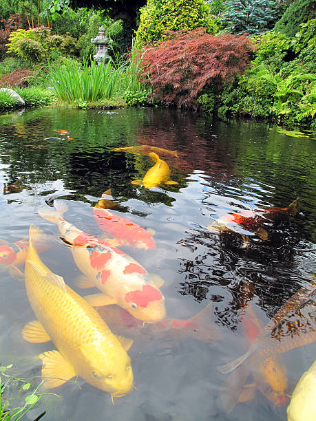 istock Big Kois in the pond 157693523