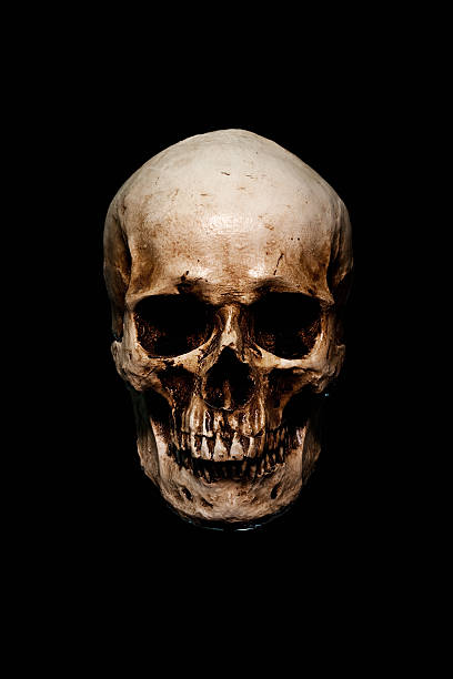 cráneo - imagenes calaveras fotografías e imágenes de stock