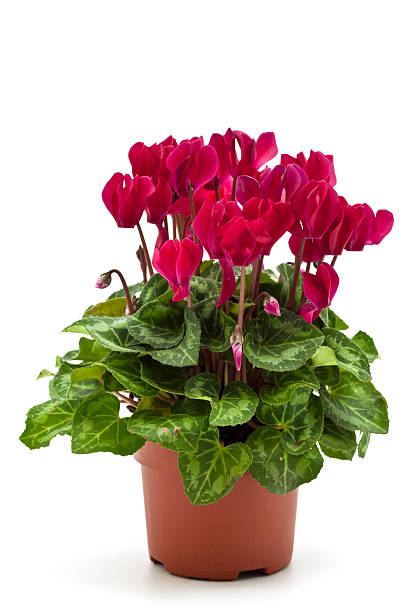 cyclamen close-up of potted cyclamen isolated on white cyclamen stock pictures, royalty-free photos & images