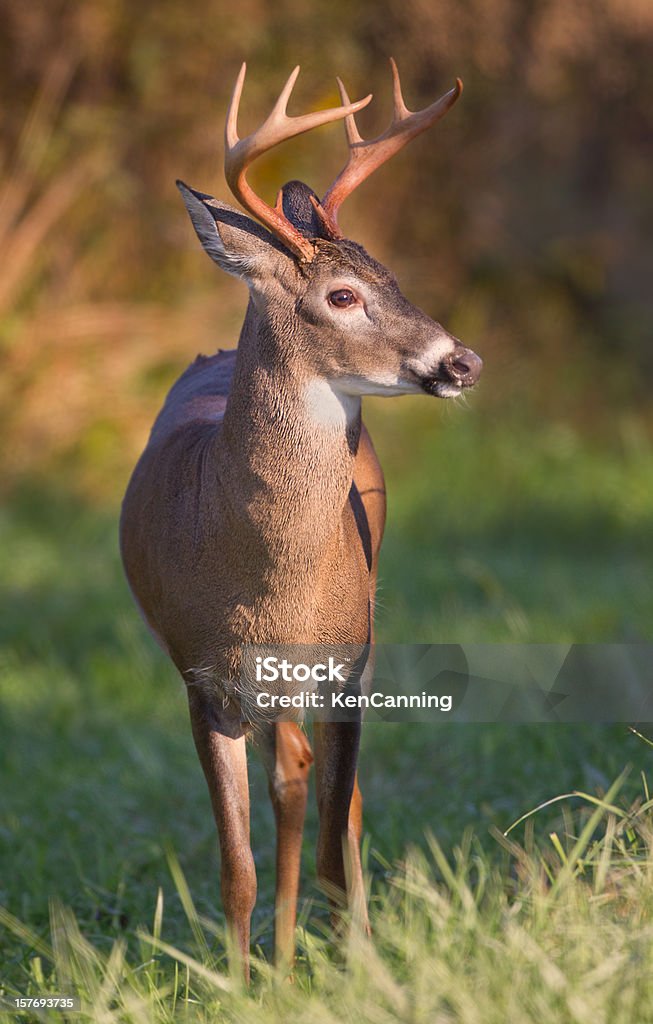 Biały Tailed Jeleń Buck - Zbiór zdjęć royalty-free (Park Narodowy Great Smoky Mountains)