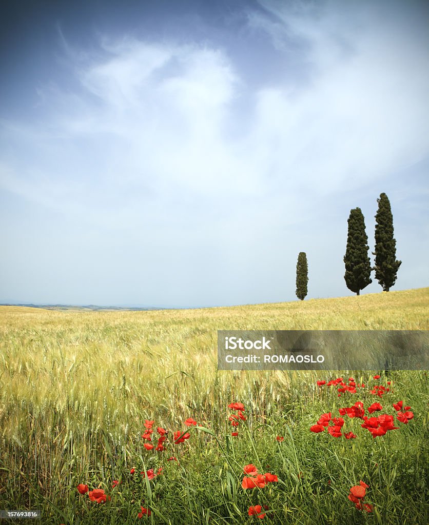 Val d'Orcia campo, poppies e cypresses con Cielo variabile, Toscana - Foto stock royalty-free di Ambientazione esterna