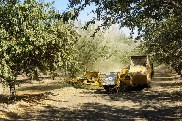 istock Almond Harvest process of Shaking Nuts Off Trees 157693838