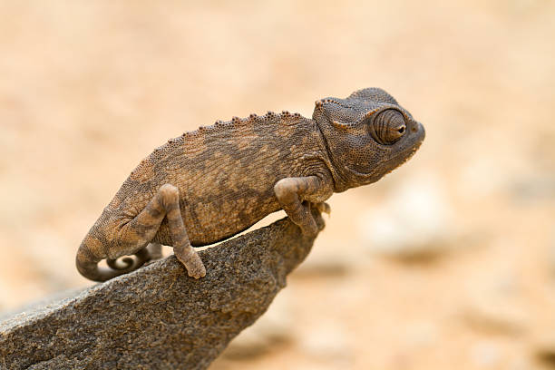 Vivid image of a chameleon showcasing its unique patterns and bright colors while climbing on a textured surface, highlighting its natural adaptability and intricate design.