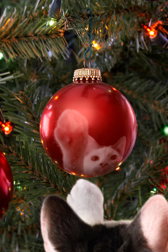 A cat swipes at a christmas ornament hanging from a christmas tree.
