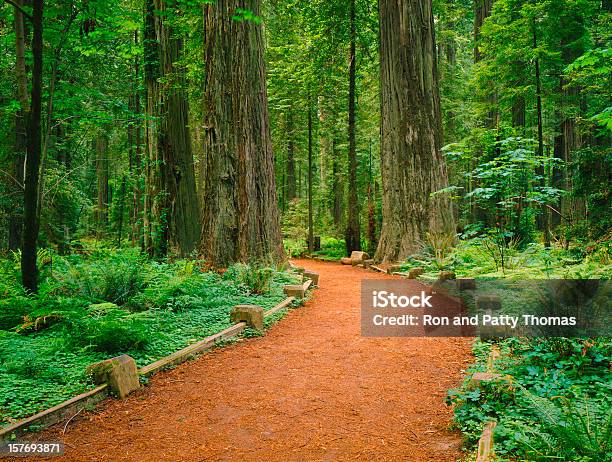 カリフォルニアレッドウッズ - カリフォルニア州のストックフォトや画像を多数ご用意 - カリフォルニア州, ジェディダイアスミスレッドウッド州立公園, トールツリーグローブ